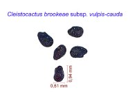 Cleistocactus brookeae vulpis-cauda.jpg